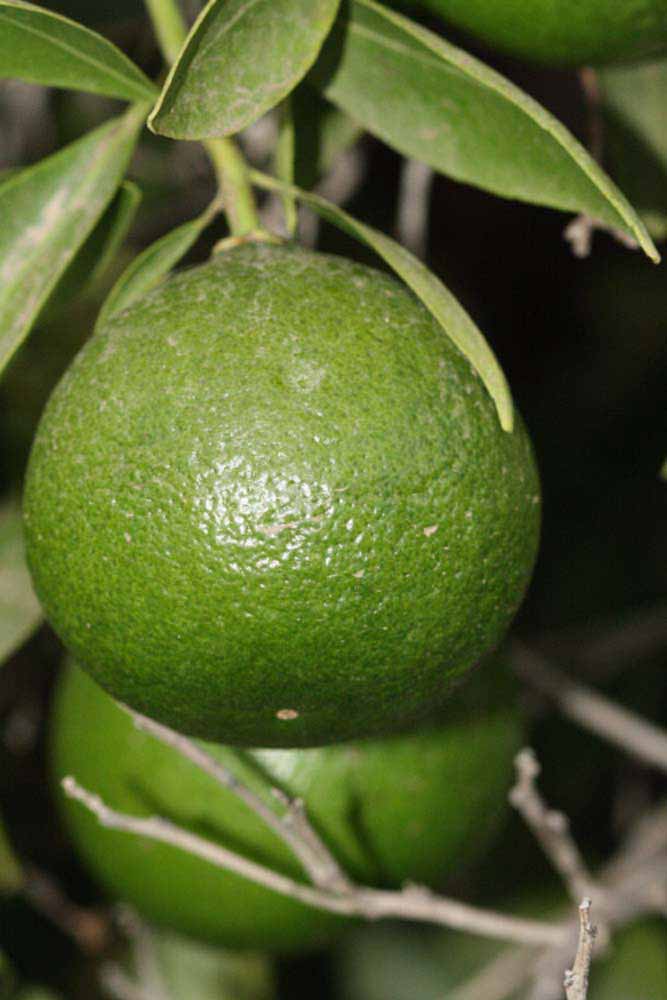            Immature fruit (Riverside, CA)   